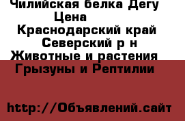 Чилийская белка Дегу › Цена ­ 500 - Краснодарский край, Северский р-н Животные и растения » Грызуны и Рептилии   